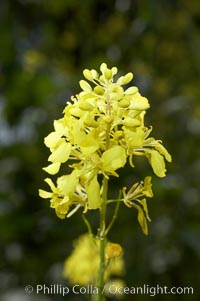 Black mustard, Batiquitos Lagoon, Carlsbad, Brassica nigra