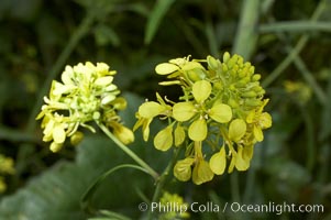 Black mustard, Batiquitos Lagoon, Carlsbad, Brassica nigra