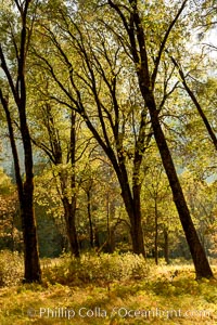 Black oaks in autumn in Yosemite National Park, fall colors, Quercus kelloggii, Quercus kelloggii