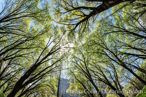 Black Oaks below El Capitan, Quercus kelloggii, El Capitan meadow, Yosemite Valley, Quercus kelloggii, Yosemite National Park, California