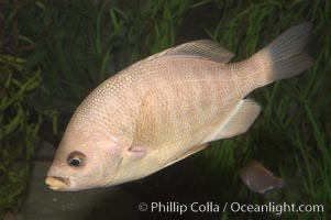 Black perch, Embiotoca jacksoni