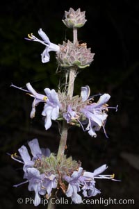 Black sage, Batiquitos Lagoon, Carlsbad, Salvia mellifera