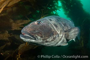 A giant black sea bass is an endangered species that can reach up to 8 feet in length and 500 pounds, often found amid the giant kelp forest, Once nearly fished to extinction and now thought to be at risk of a genetic bottleneck, the giant sea bass is slowly recovering and can be seen in summer months in California's kelp forests, Stereolepis gigas, Catalina Island