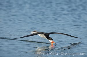 Black skimmer forages by flying over shallow water with its lower mandible dipping below the surface for small fish, Rynchops niger, San Diego Bay National Wildlife Refuge