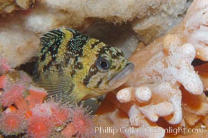 Black-and-yellow rockfish, Sebastes chrysomelas