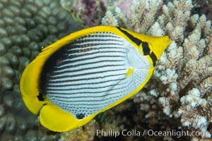Blackback butterflyfish, Chaetodon melannotus, Fiji