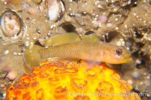 Blackeye Goby perched on orange puffball sponge, Rhinogobiops nicholsii, Tethya aurantia