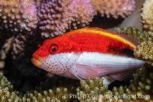 Blackside hawkfish on hard coral, Paracirrhites forsteri, close-up, Fiji, Paracirrhites forsteri, Namena Marine Reserve, Namena Island