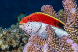 Blackside hawkfish on hard coral, Paracirrhites forsteri, close-up, Fiji, Paracirrhites forsteri, Namena Marine Reserve, Namena Island