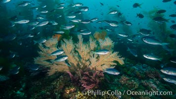 Blacksmith Chromis and California golden gorgonian on underwater rocky reef, San Clemente Island. The golden gorgonian is a filter-feeding temperate colonial species that lives on the rocky bottom at depths between 50 to 200 feet deep. Each individual polyp is a distinct animal, together they secrete calcium that forms the structure of the colony. Gorgonians are oriented at right angles to prevailing water currents to capture plankton drifting by, Chromis punctipinnis, Muricea californica