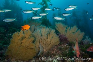 Blacksmith Chromis, Garibaldi and California golden gorgonian on underwater rocky reef, San Clemente Island. The golden gorgonian is a filter-feeding temperate colonial species that lives on the rocky bottom at depths between 50 to 200 feet deep. Each individual polyp is a distinct animal, together they secrete calcium that forms the structure of the colony. Gorgonians are oriented at right angles to prevailing water currents to capture plankton drifting by, Hypsypops rubicundus, Muricea californica