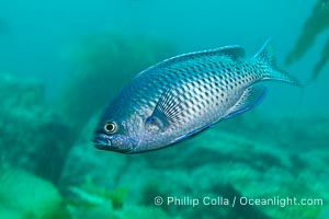 Blacksmith, Chromis punctipinnis, Catalina Island, Chromis punctipinnis