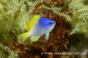 Blue-and-yellow chromis admist Black Coral, Chromis limbaughi, Islas San Lorenzo, Sea of Cortez, Chromis limbaughi