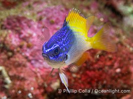 Blue-and-yellow chromis, Chromis limbaughi, Islas San Lorenzo, Sea of Cortez, Chromis limbaughi