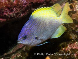 Blue-and-yellow chromis, Chromis limbaughi, Islas San Lorenzo, Sea of Cortez, Chromis limbaughi