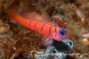 Blue-banded goby in the Midriff Islands, Sea of Cortez, Mexico, Lythrypnus dalli, Isla Angel de la Guarda, Baja California