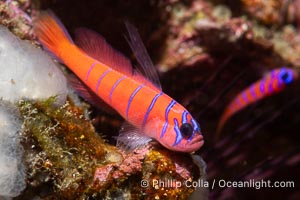 Blue-banded goby in the Midriff Islands, Sea of Cortez, Mexico, Lythrypnus dalli, Isla Angel de la Guarda, Baja California