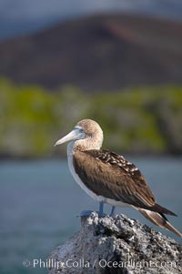 Blue-footed booby, Punta Albemarle, Sula nebouxii, Isabella Island