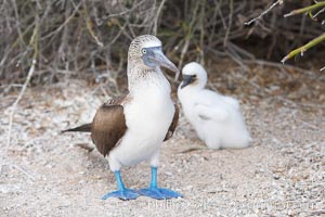 Blue-footed booby adult and chick, Sula nebouxii, North Seymour Island