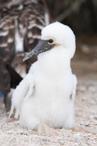 Blue-footed booby chick, Sula nebouxii, North Seymour Island