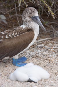 Blue-footed booby adult and chick, Sula nebouxii, North Seymour Island