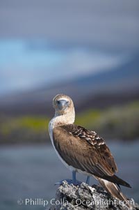 Blue-footed booby, Punta Albemarle, Sula nebouxii, Isabella Island