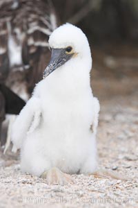 Blue-footed booby chick, Sula nebouxii, North Seymour Island