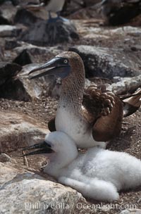Blue-footed booby with chick, Punta Suarez, Sula nebouxii, Hood Island