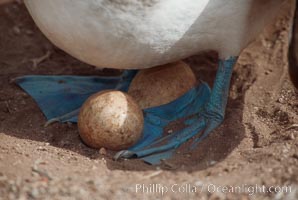 Blue-footed booby egg, Punta Suarez, Sula nebouxii, Hood Island