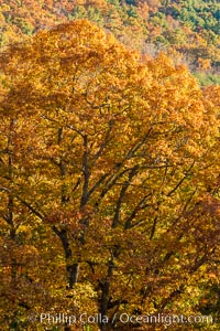 Blue Ridge Parkway Fall Colors, Asheville, North Carolina