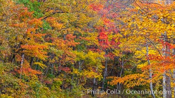 Blue Ridge Parkway Fall Colors, Asheville, North Carolina