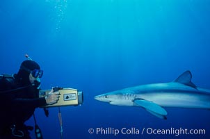Blue shark and videographer, Prionace glauca, San Diego, California