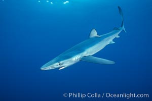 Blue shark underwater in the open ocean, Prionace glauca, San Diego, California