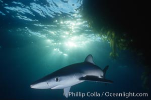 Blue shark swimming near kelp paddy, sunset, Baja California, Prionace glauca