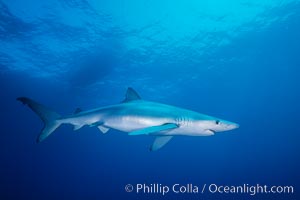 Blue shark in the open ocean, Baja California, Prionace glauca