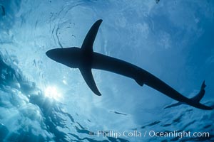 Blue shark in the open ocean, Baja California, Prionace glauca