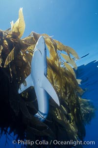 Blue shark and offshore drift kelp paddy, open ocean, Prionace glauca, San Diego, California