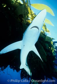 Blue shark searching drift kelp for food, open ocean, Prionace glauca, San Diego, California