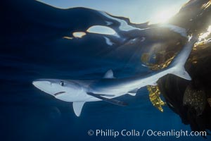 Blue shark and offshore drift kelp paddy, open ocean, Prionace glauca, San Diego, California