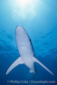 Blue shark, open ocean, Prionace glauca, San Diego, California