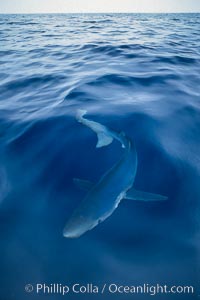 Blue shark, open ocean, Prionace glauca, San Diego, California
