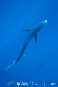 Blue shark, open ocean, Prionace glauca, San Diego, California