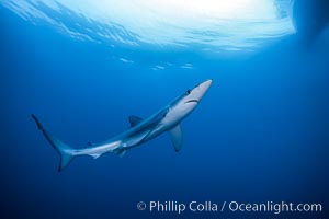 Blue shark swimming in the open ocean, Prionace glauca