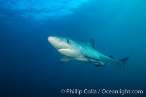 Blue shark, Baja California, Prionace glauca