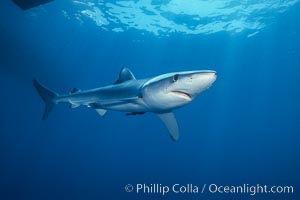 Blue shark, Baja California, Prionace glauca