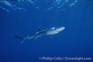 Blue shark, Baja California, Prionace glauca