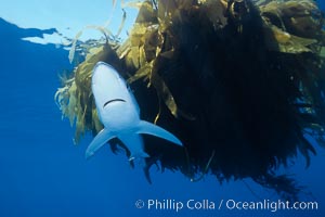 Blue shark and offshore drift kelp paddy, open ocean, Prionace glauca