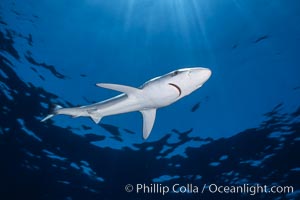 Juvenile blue shark in the open ocean, Prionace glauca