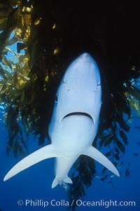 Blue shark and offshore drift kelp paddy, open ocean, Prionace glauca