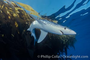 Blue shark and offshore drift kelp paddy, open ocean, Prionace glauca